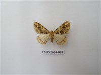 藏品(尺蛾120)的圖片